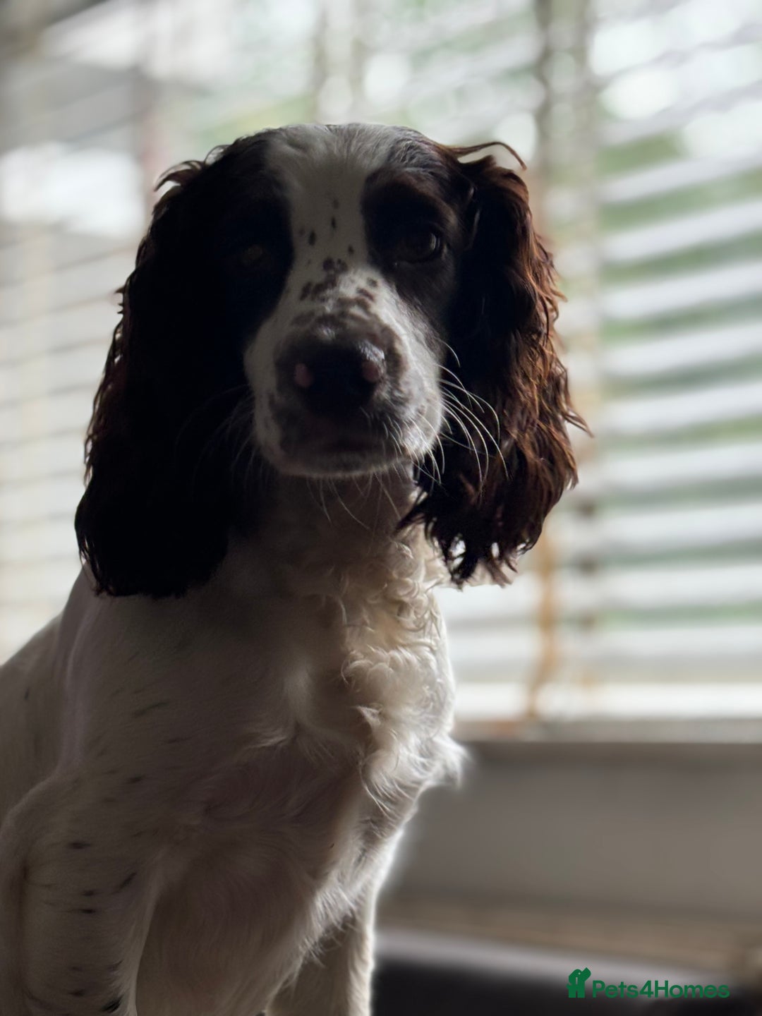 Cocker Spaniel dogs for sale: 2 beautiful boy cocker spaniels puppies - Image 3