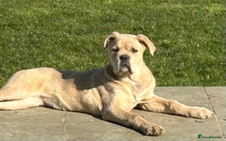 Mixed Breed dogs for sale: Beautiful Italian Mastiff/Italian Shepherd Dog - Image 2