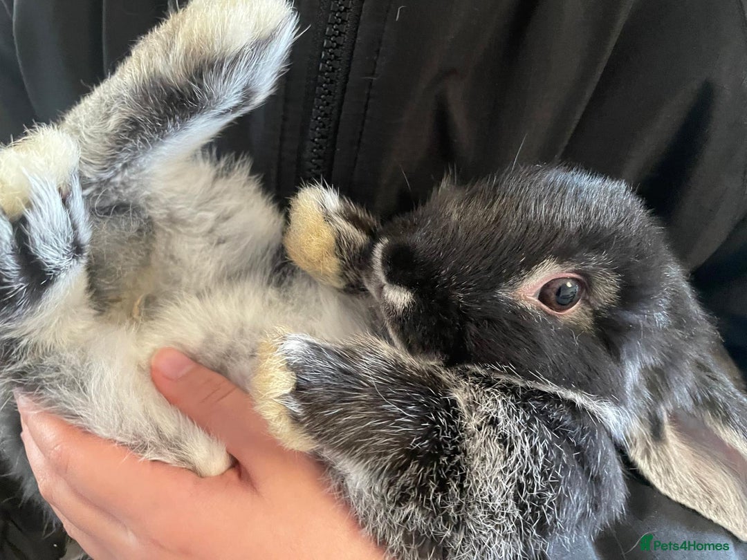Mini Lop rabbits for sale: Ready to go mini lop - Advert 11
