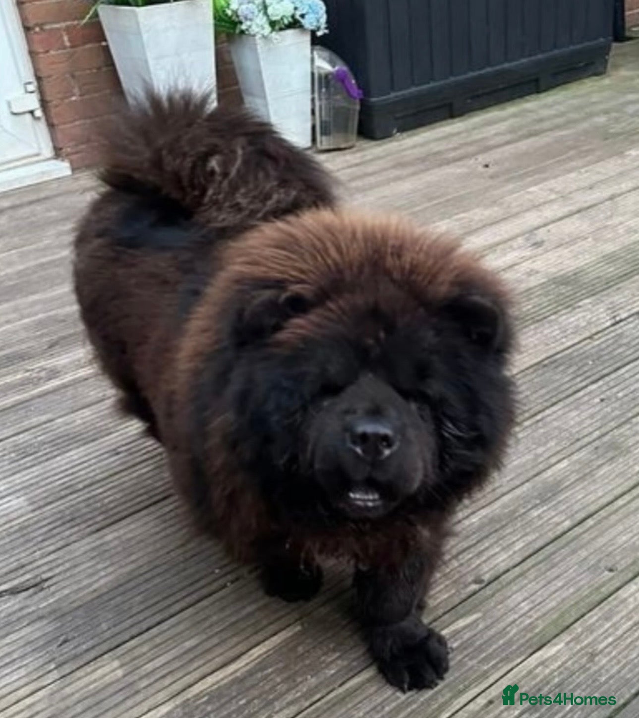 Chow Chow dogs KC registered female  - Advert 7