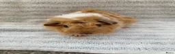 Guinea Pig rodents for sale: Pretty female guinea-pigs - Advert 2