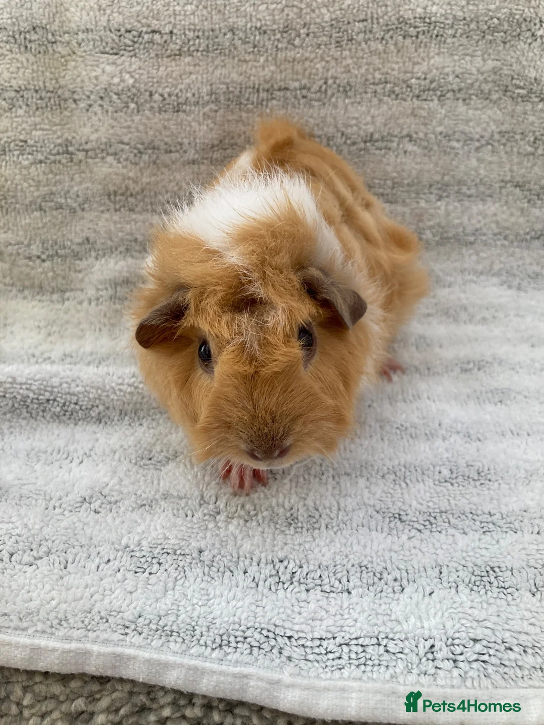 Guinea Pig rodents for sale: Pretty female guinea-pigs - Advert 2