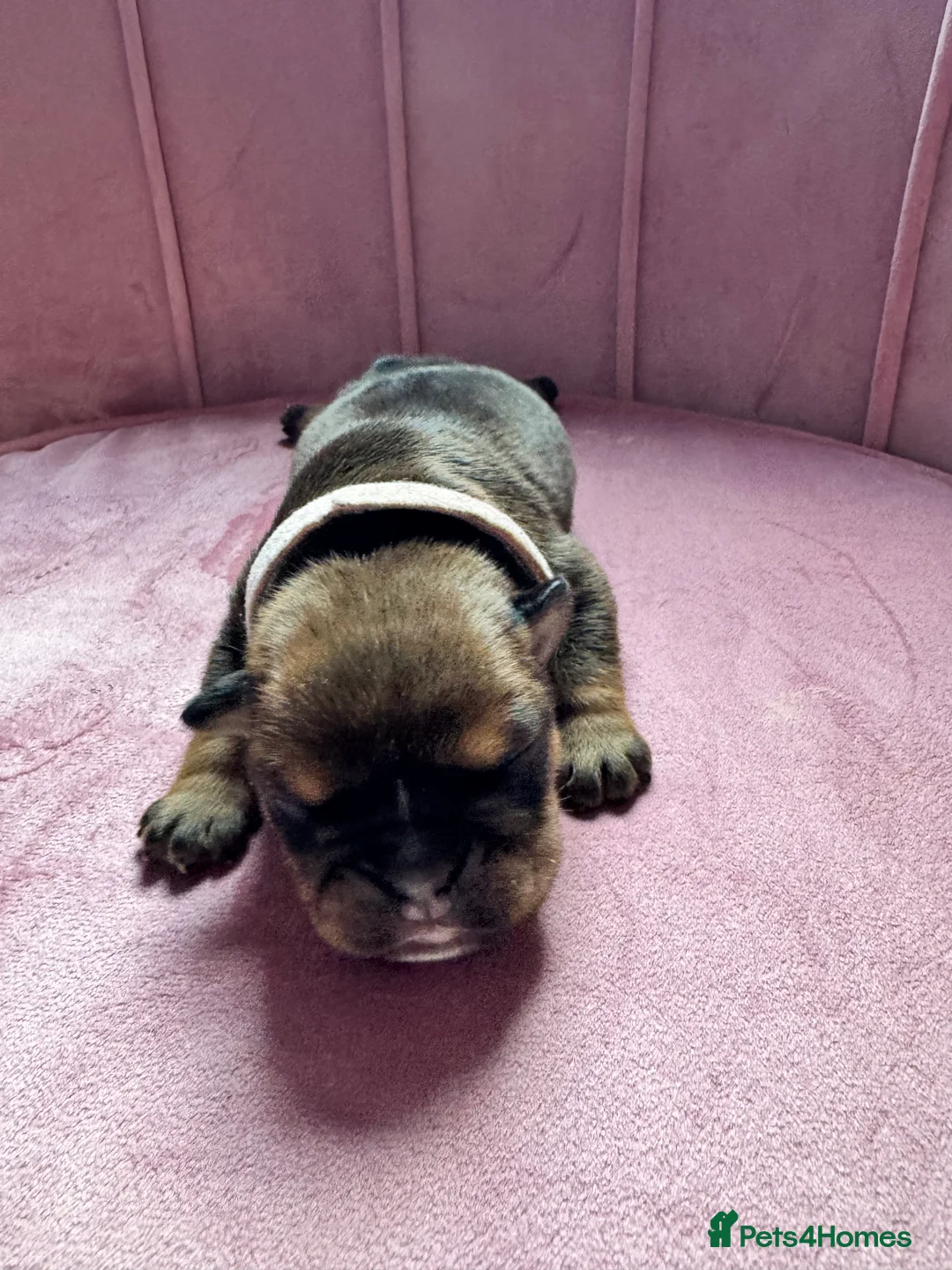English Bulldog dogs for sale: 7 beautiful English Bulldog puppies 🐶  - Advert 2