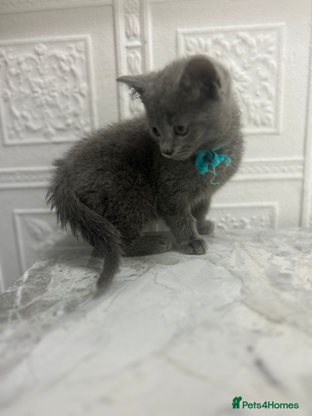 Russian Blue cats for sale: Russian Blu/British Blu - Image 12