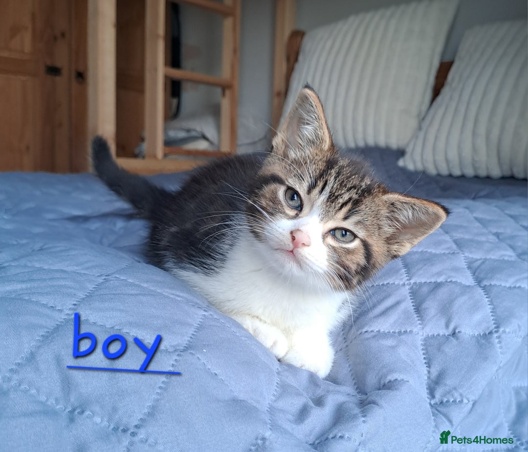 Domestic Shorthair cats for sale: 3 gorgeous kittens for sale - Advert 11