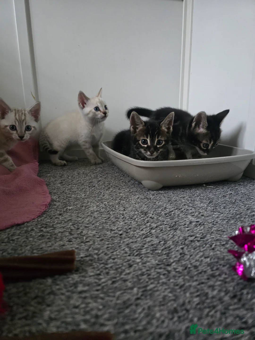 Bengal cats for sale: BENGAL CROSS BLUE BENGAL  - Advert 7