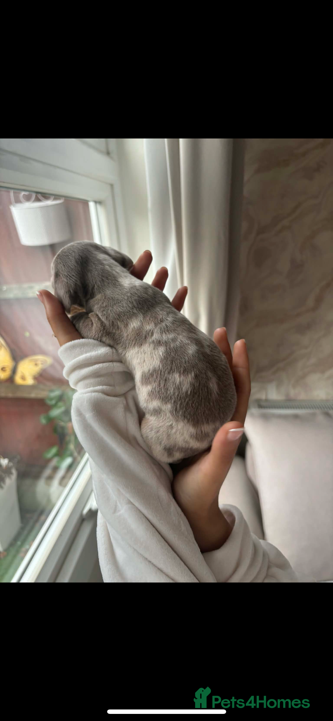 Miniature Dachshund dogs for sale: Beautiful litter of miniature dachshund  - Advert 5