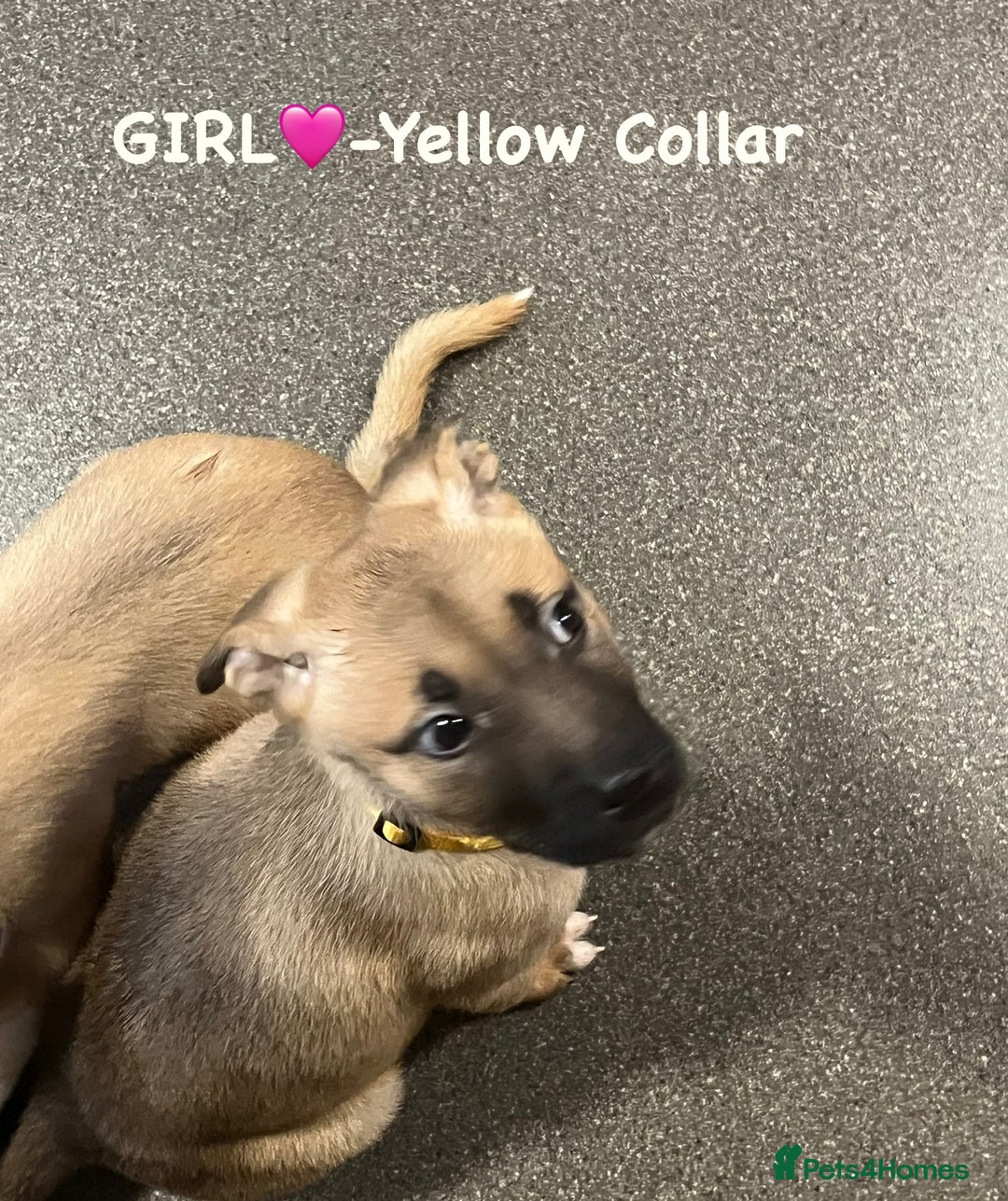 Mixed Breed dogs for sale: 5 beautiful pups remaining 🩷💙 - Advert 20