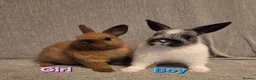 Netherland Dwarf rabbits for sale: 8 week old pure Netherland Dwarf 🩷🩵 - Advert 4