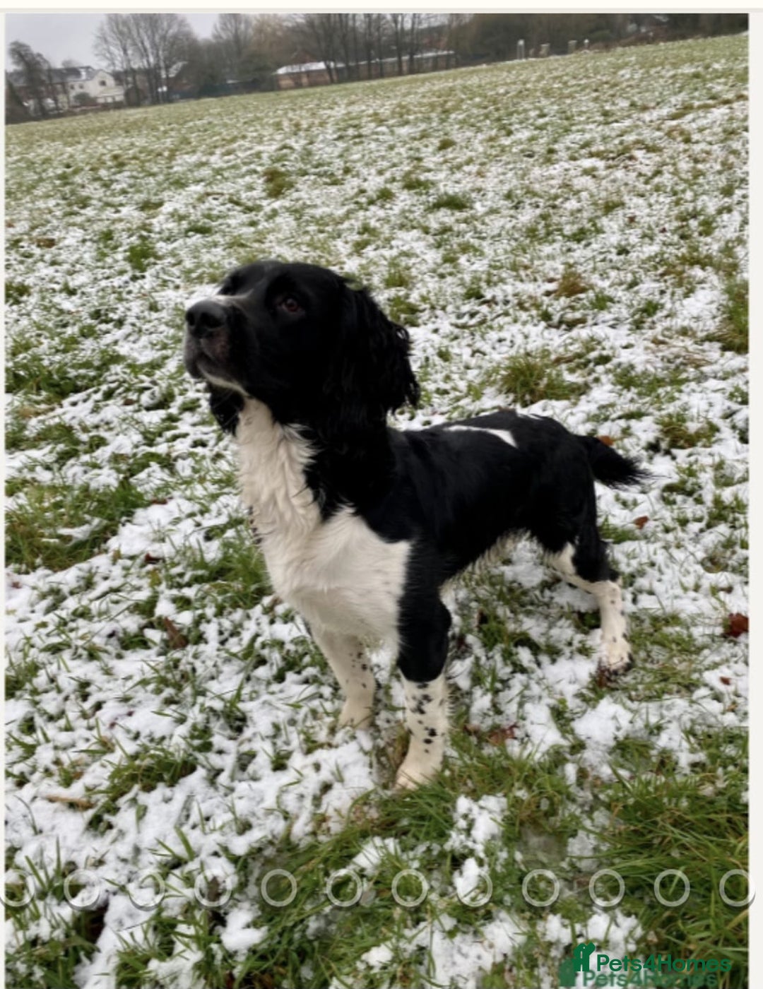 English Springer Spaniel dogs for sale: ✨ KC Registered Springer Spaniel Puppies ✨ - Advert 9