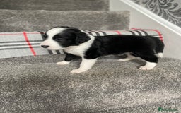 Mixed Breed dogs for sale: Cocker collie cross  - Image 18