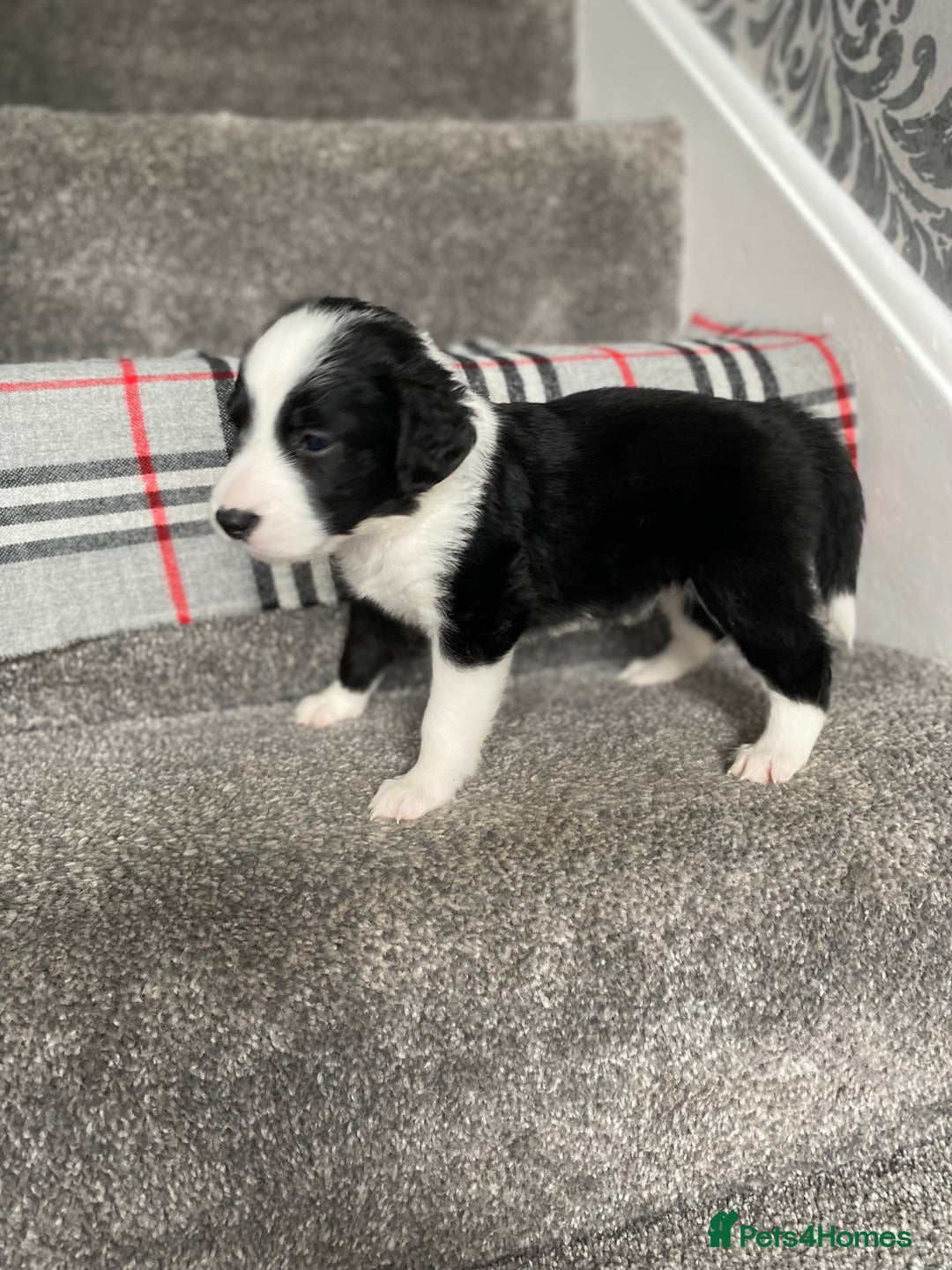 Mixed Breed dogs for sale: Cocker collie cross  - Image 18