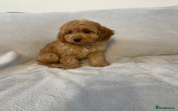 Cockapoo dogs for sale: 1 outstanding boy available  - Image 12