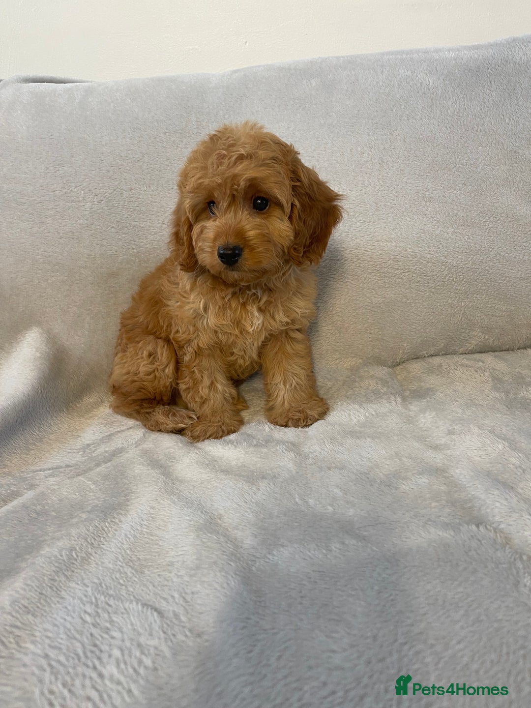 Cockapoo dogs for sale: 1 outstanding boy available  - Image 12