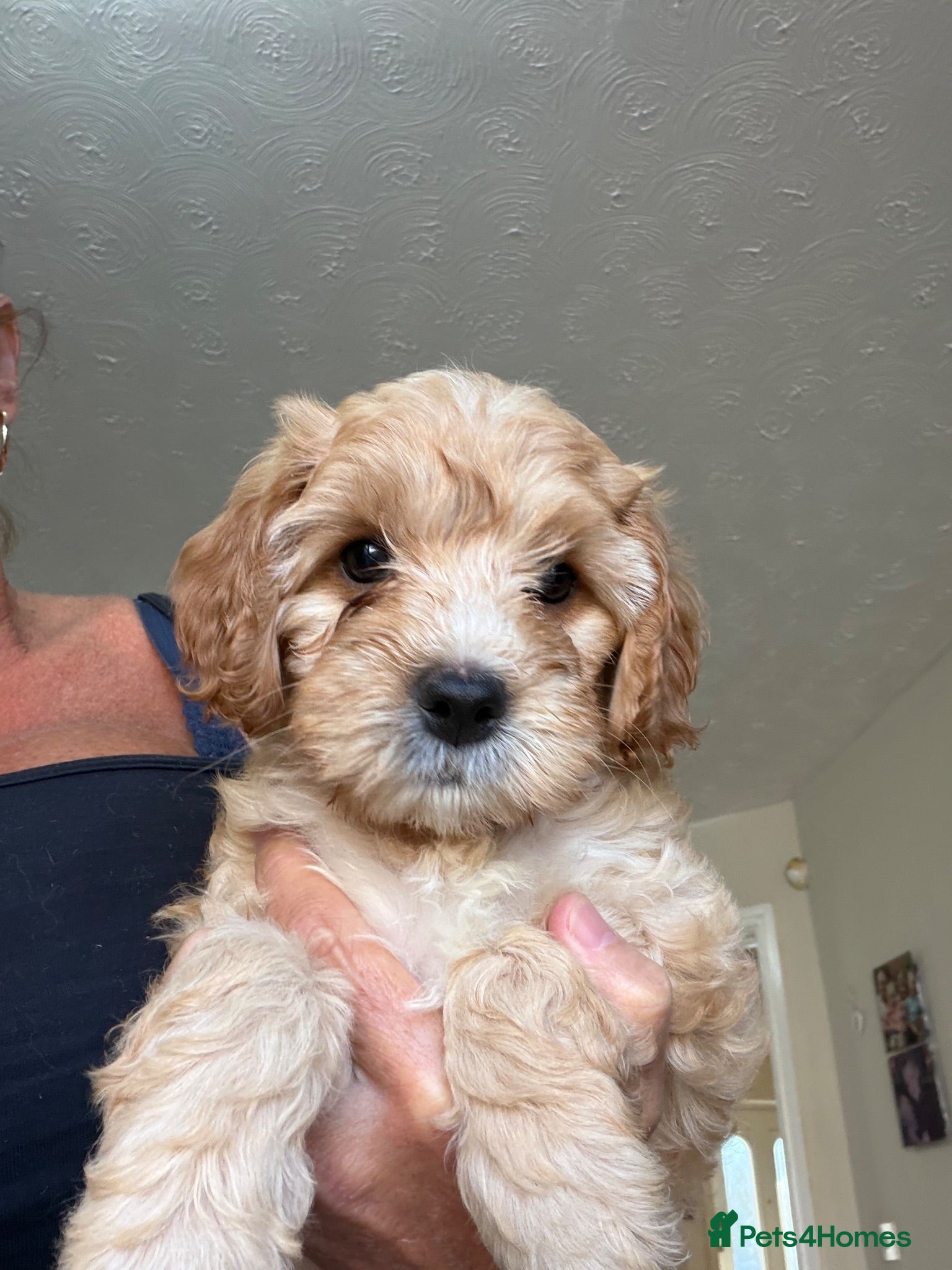 Cavapoo dogs Gorgeous F1B Cavapoo puppies - Advert 1