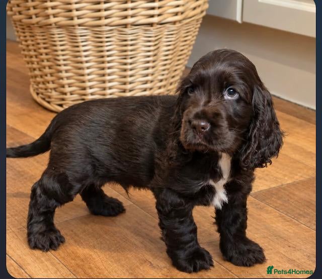 Cocker Spaniel dogs kc registered chocolate show type cockers - Advert 9