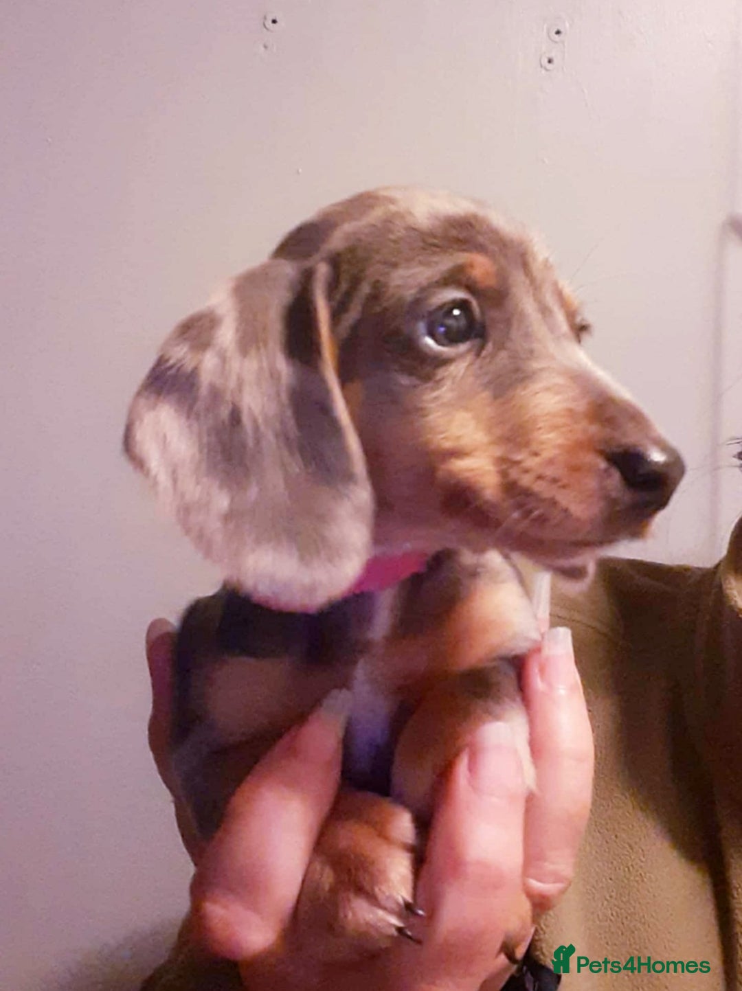 Dachshund dogs for sale: Miniature Dachshund puppies  - Advert 5