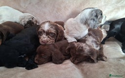 Cocker Spaniel dogs for sale: Cocker spaniel puppies  - Image 5