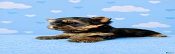 Yorkshire Terrier dogs for sale: Outstanding Show Quality RKC Registered Puppies - Advert 12