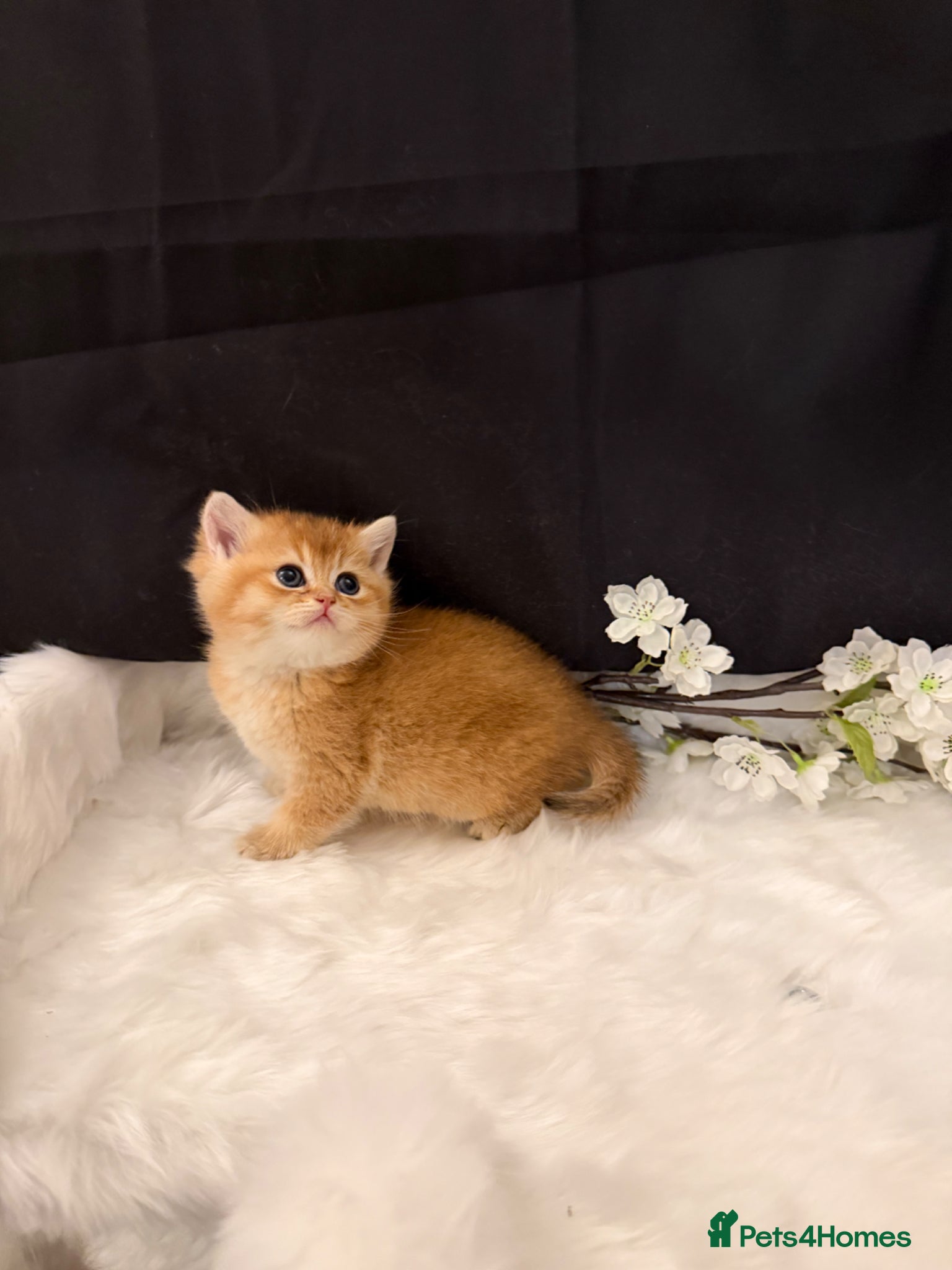 British Shorthair cats Golden & Silver BSH. 100% Pure pedigree Registered - Advert 2