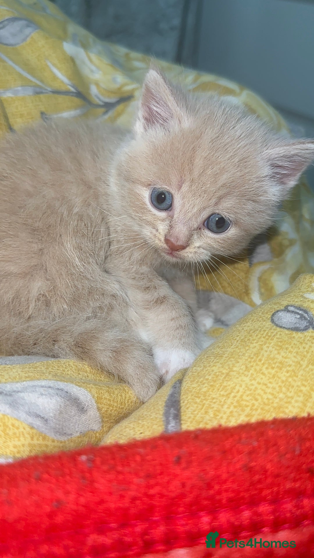 Mixed Breed cats for sale: 3 Beautiful Kittens Needing A Home - Advert 7