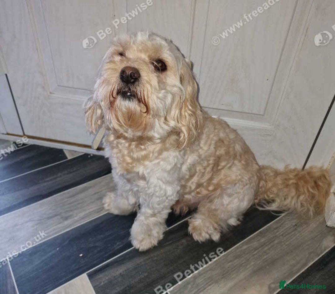 Mixed Breed dogs Stunning boy for sale  - Advert 10