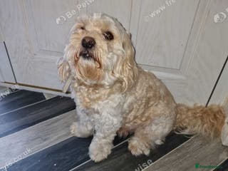 Mixed Breed dogs Stunning boy for sale - Advert 10