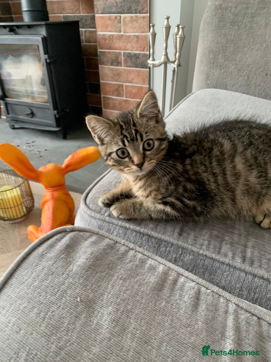 Persian cats for sale: Persian chinchilla x bengal - Image 1