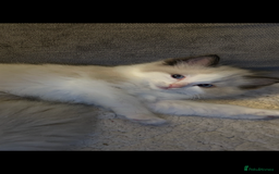Ragdoll cats for sale: Ragdoll Male 1 years old  - Image 5
