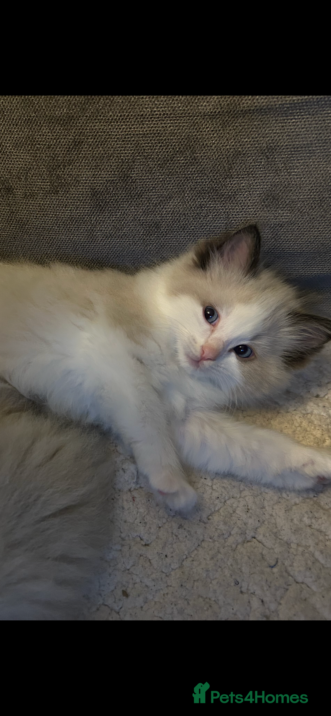 Ragdoll cats for sale: Ragdoll Male 1 years old  - Image 5