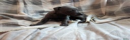 Whippet dogs for sale: Beautiful whippet babies  - Advert 14