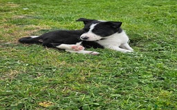 Border Collie dogs for sale: Unique blue eyed blue merle border collie puppies - Image 23