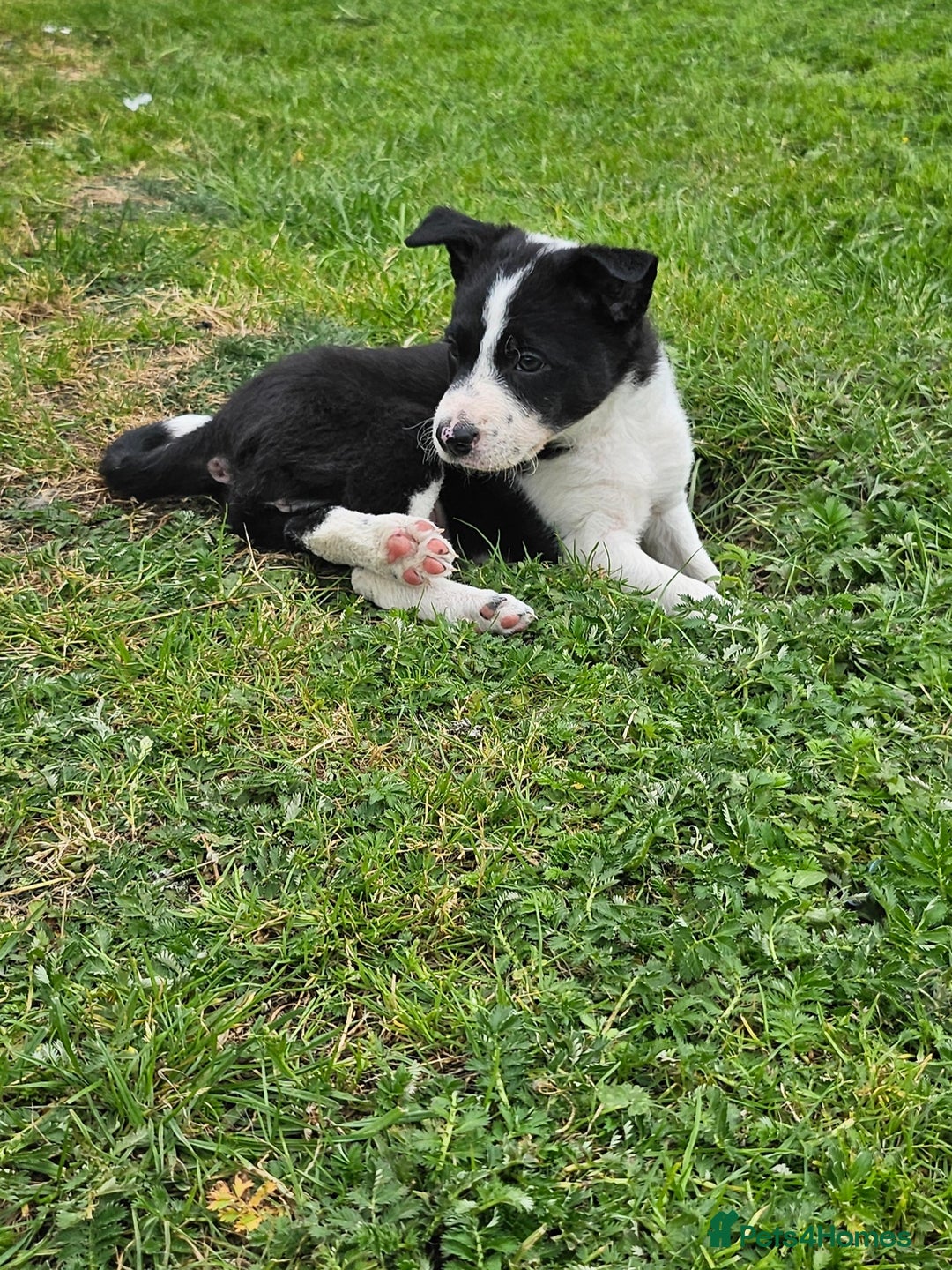 Border Collie dogs for sale: Unique blue eyed blue merle border collie puppies - Image 23