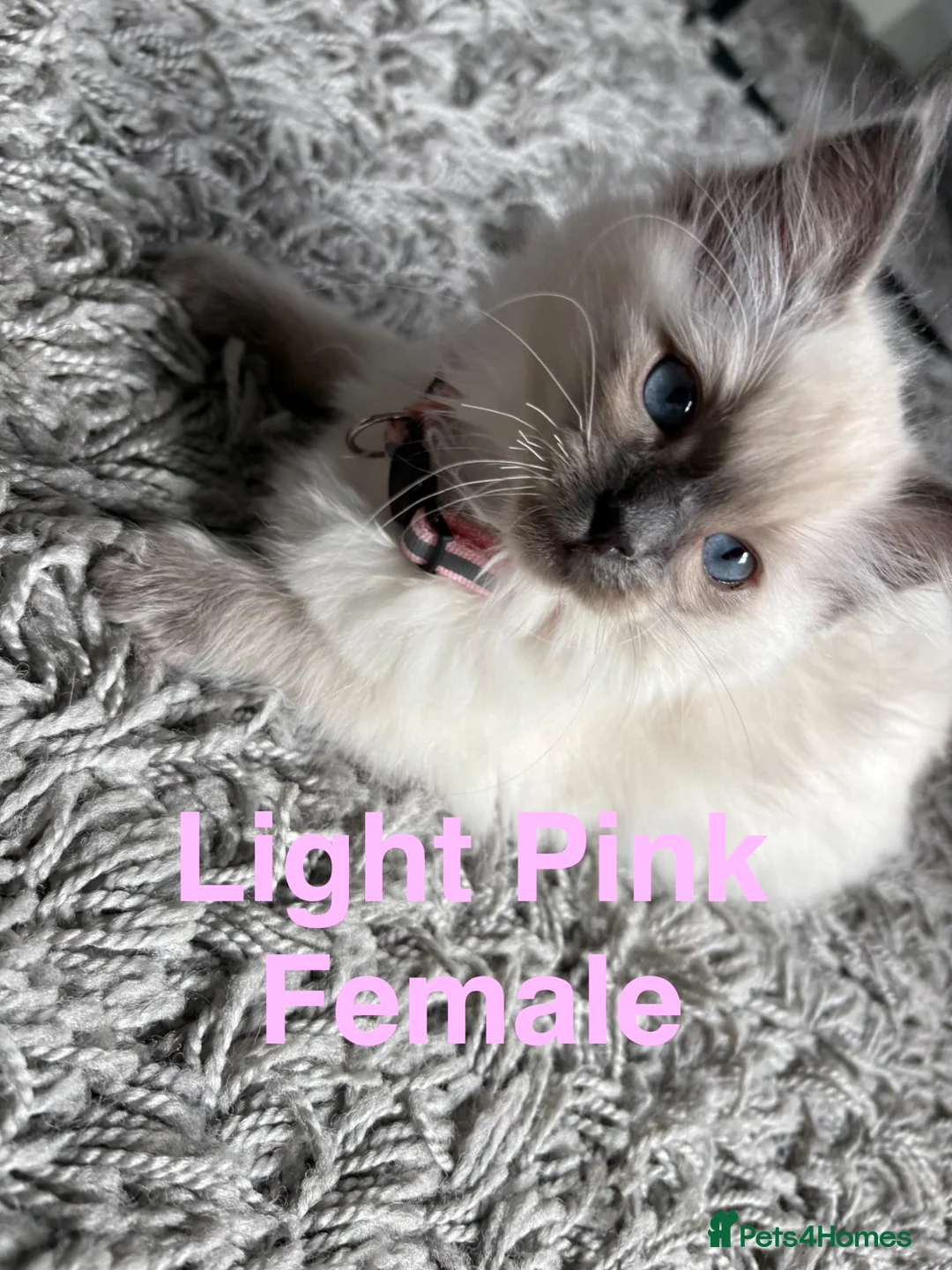 Ragdoll cats for sale: 5 Ragdoll Kittens For Sale - Advert 27