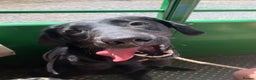 Labrador Retriever dogs for sale: Beautiful black lab for rehoming - Advert 10
