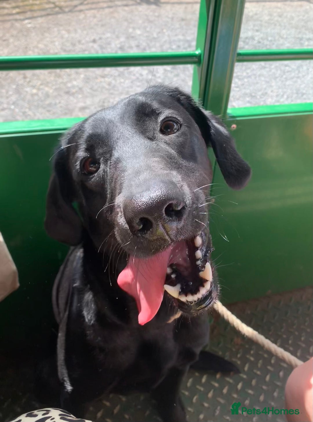 Labrador Retriever dogs for sale: Beautiful black lab for rehoming - Advert 10