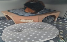 Guinea Pig rodents for sale: Two female guinea pigs - Image 7