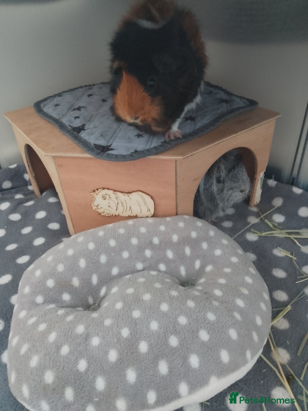 Guinea Pig rodents for sale: Two female guinea pigs - Image 7