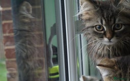 Persian cats for sale: ADORABLE RUSSIAN BLUE X PERSIAN KITTENS - Image 4