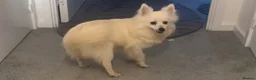 Pomeranian dogs for sale: Beautiful Pomeranian Puppies – 4 Boys & 2 Girls - Advert 2