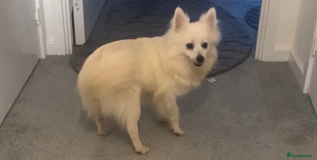 Pomeranian dogs for sale: Beautiful Pomeranian Puppies – 4 Boys & 2 Girls - Advert 2