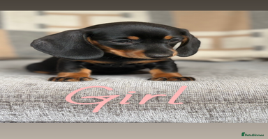 Miniature Dachshund dogs - Advert 4