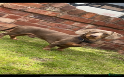 Dachshund dogs for stud: Isabella Dachshund for STUD - Image 3