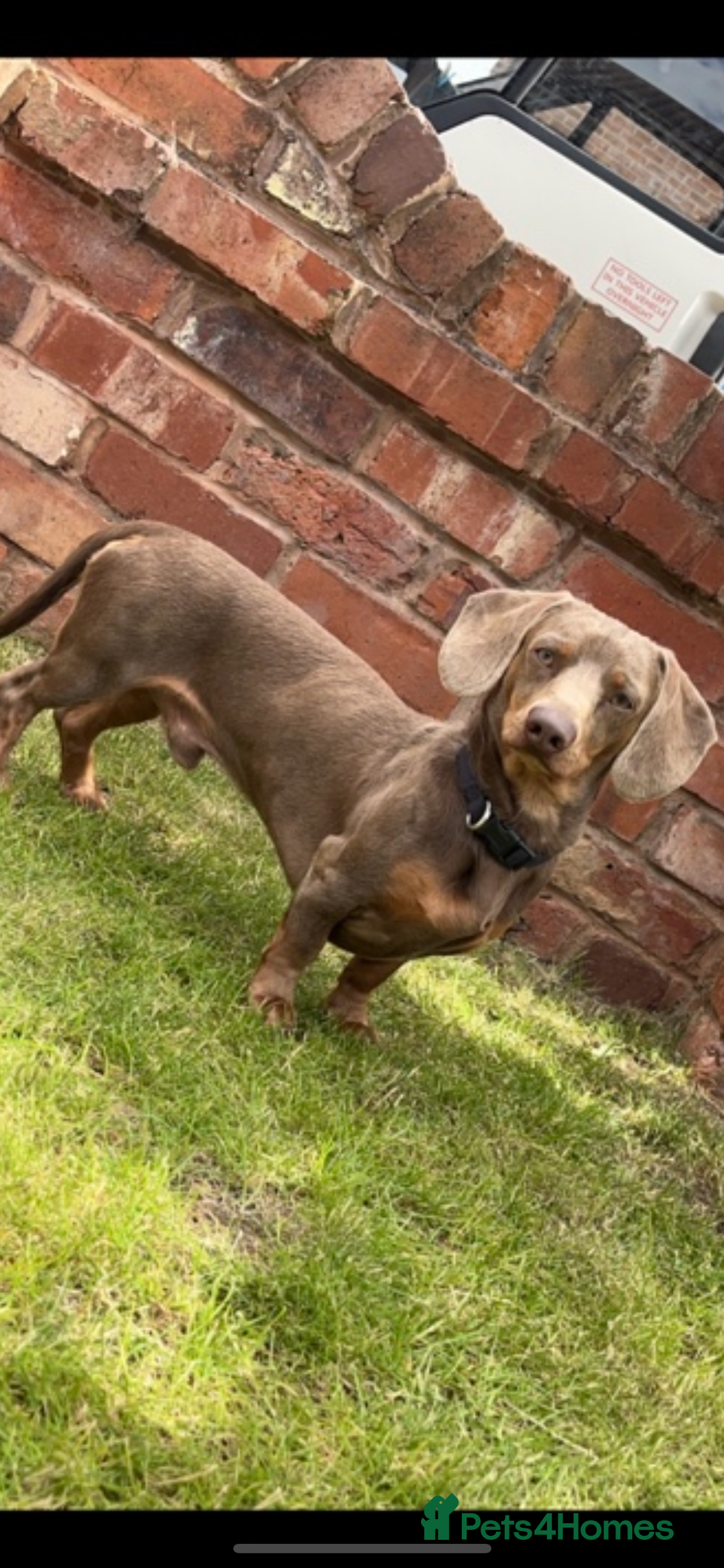 Dachshund dogs for stud: Isabella Dachshund for STUD - Image 3