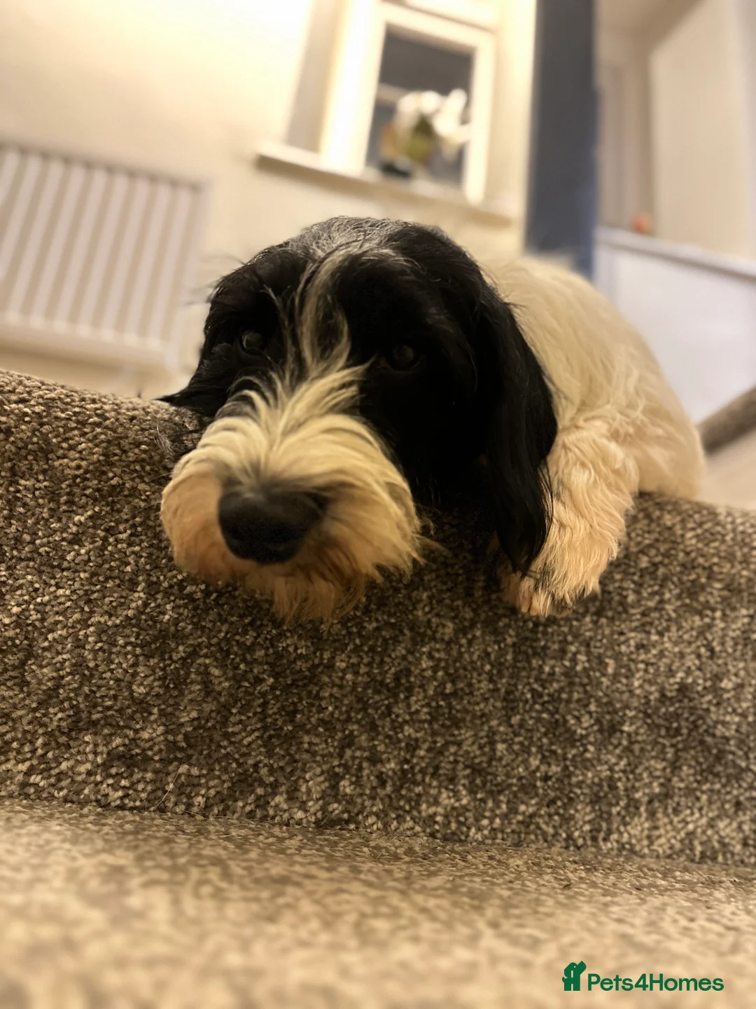 Mixed Breed dogs for sale: Percy  - Advert 3