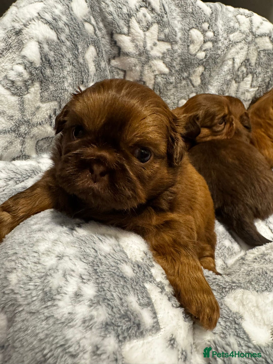 Shih Tzu dogs for sale: Chocolate imperial shihtzu puppies - Advert 3