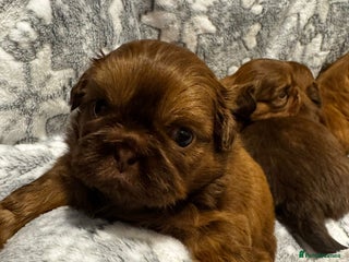 Shih Tzu dogs Chocolate imperial shihtzu puppies - Advert 6