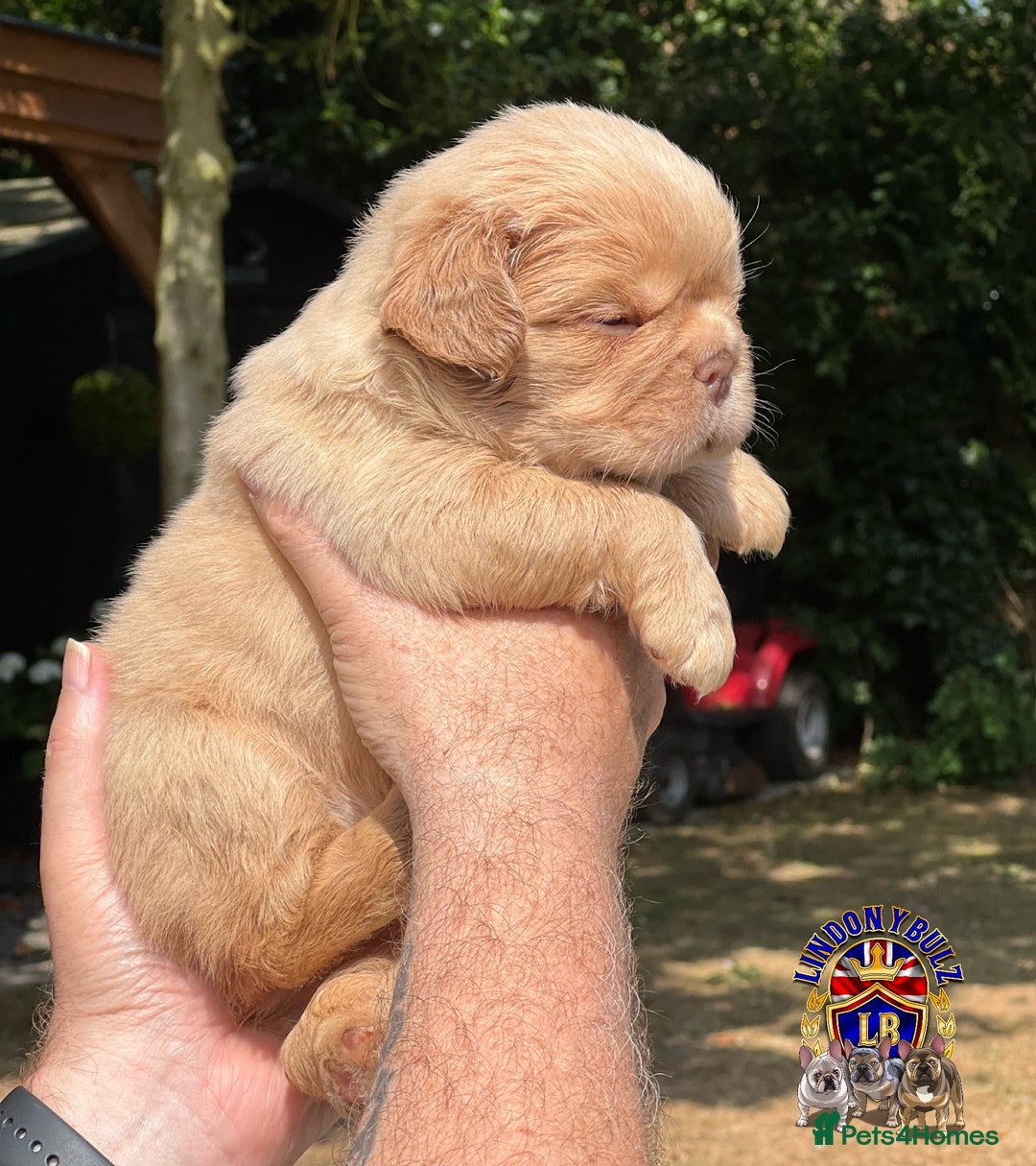 French Bulldog dogs for sale: QUALITY FLUFFY FRENCH BULLDOG PUPPIES - Image 6