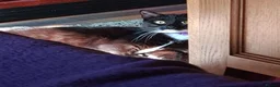 Domestic Shorthair cats for sale: 11 month old female cat looking for new home - Advert 3