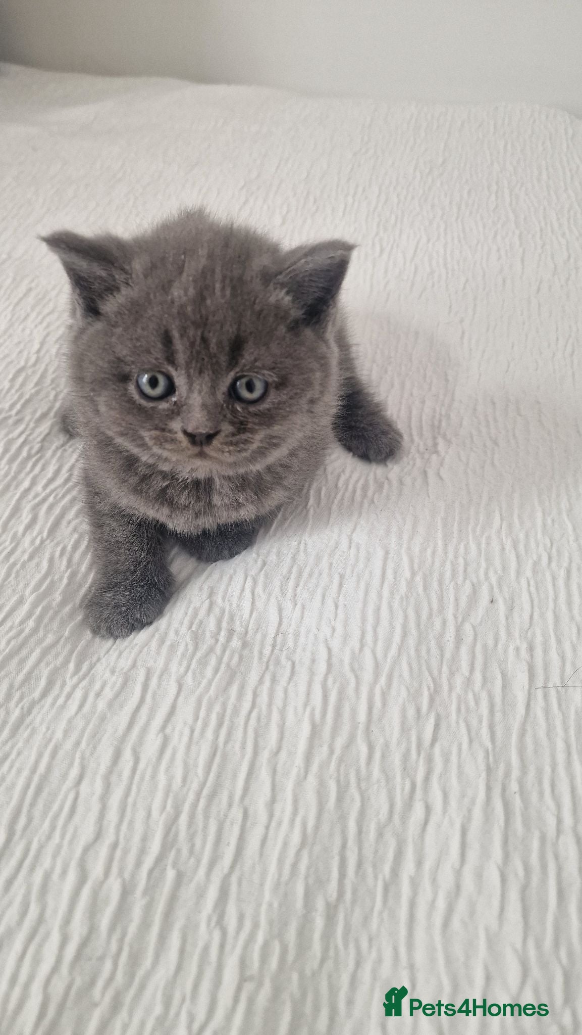 British Shorthair cats Sale cats - Advert 1